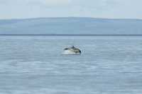 Bottlenose dolphins Red Bay 17/06/07© Pauline Majury