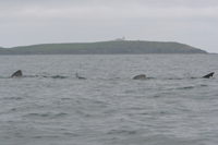 Basking shark, Long Strand, 110607 © Padraig Whooley, IWDG