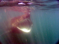 Basking shark Cork Hbr. 080607 © Conor Ryan