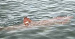 Basking shark © Ronnie Fitzgibbon