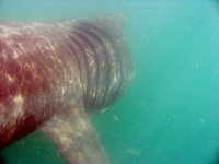 Basking shark Cork Hbr. 080607 © Conor Ryan