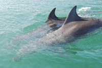 Bottlenose dolphin pair Cork Hbr. 5/05/07 © Philip Daly