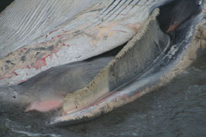 Fin whale stranded at Glen Pier, Co Kerry© Mick O'Connell