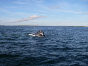 Humpback whale feeding, Waterford Hbr. 31/07/07© Joe Molloy