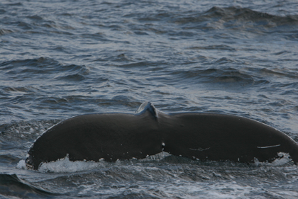 Humpback whale surfacing Waterford Hbr. 31/07/07© Joe Molloy