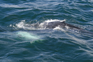 Humpback whale, West Cork, Ireland 28/09/07 © Conor Ryan, IWDG 