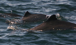 harbour porpoise off the Blasket Islands©Simon Berrow/IWDG