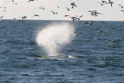 Fin whale feeding©Padraig Whooley/IWDG