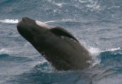 Juvenile pilot whale breaching, Hatton Bank © Dave Wall/IWDG/GMIT