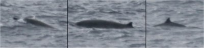 Sowerby's beaked whale, Rockall Trough © Dave Wall