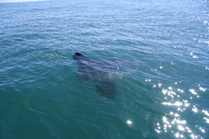 Sunfish, West Cork © Rob Howe, IWDG