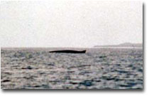  Fin whale off Hook Head Feb 2003, � Teresa Hinchy