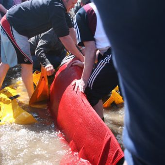 Roscommon Herald — Dolphin and a pilot whale both washed up on