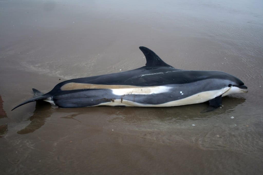 Atlantic White Sided Dolphin Irish Whale and Dolphin Group