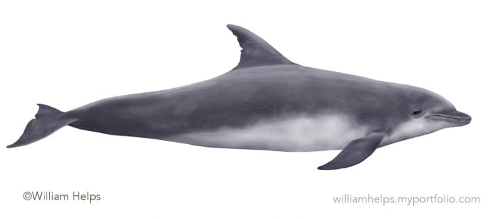 Bottlenose dolphin profile