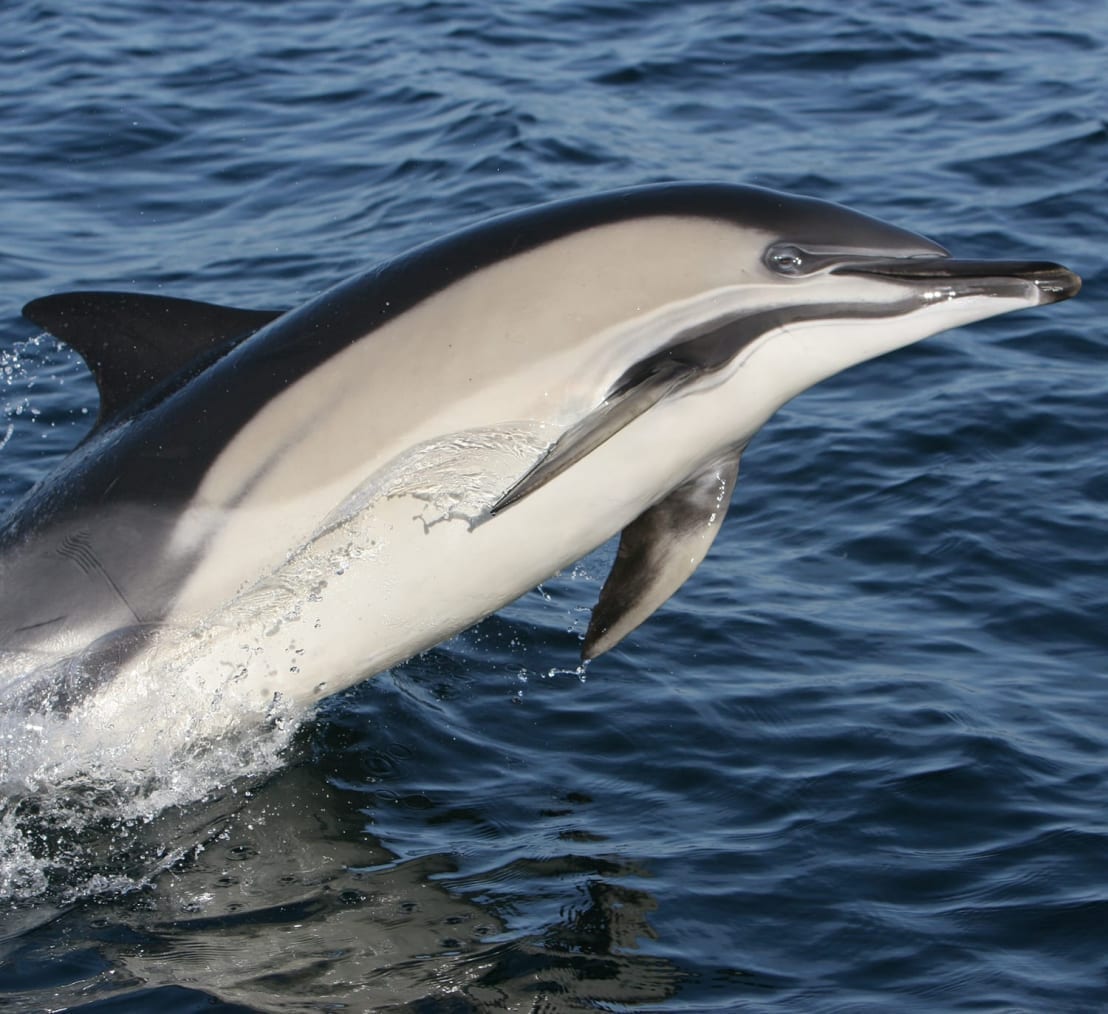 Common Dolphin | Irish Whale and Dolphin Group