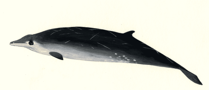 Gervais beaked whale profile