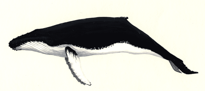 Humpback whale profile