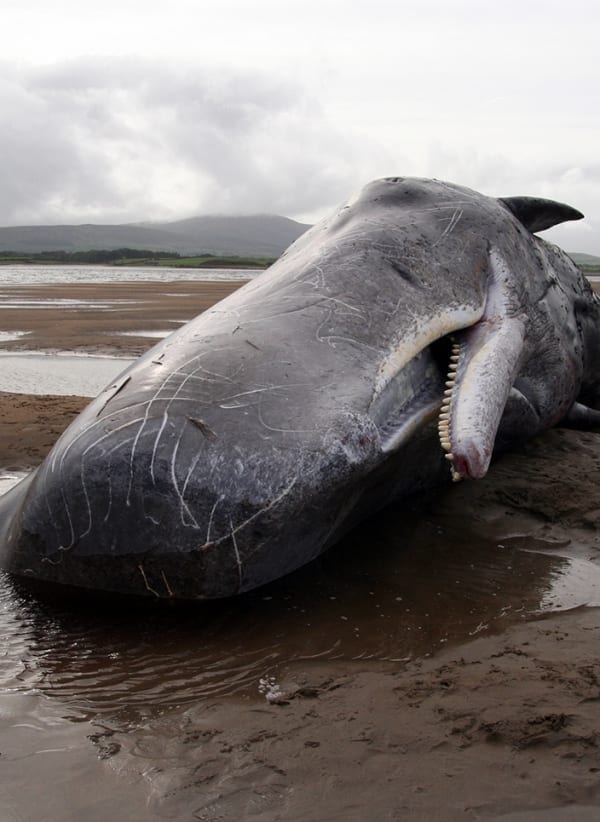 IWDG Call for A Large Whale Response Protocol | Irish Whale and Dolphin ...