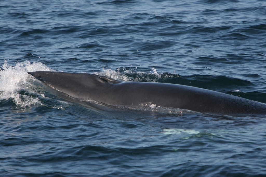 Minke Whale | Irish Whale and Dolphin Group