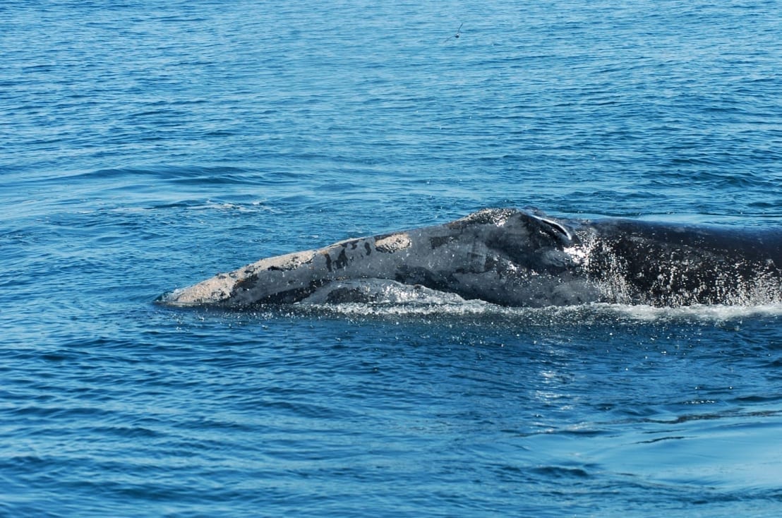 North Atlantic Right Whale | Irish Whale and Dolphin Group