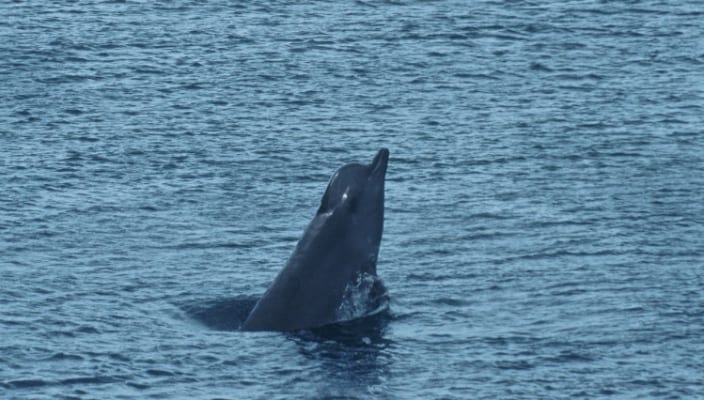 Northern Bottlenose Whale | Irish Whale and Dolphin Group