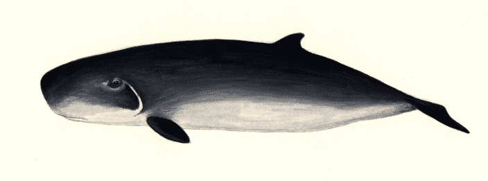 Pygmy sperm whale profile