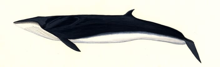 Sei whale profile
