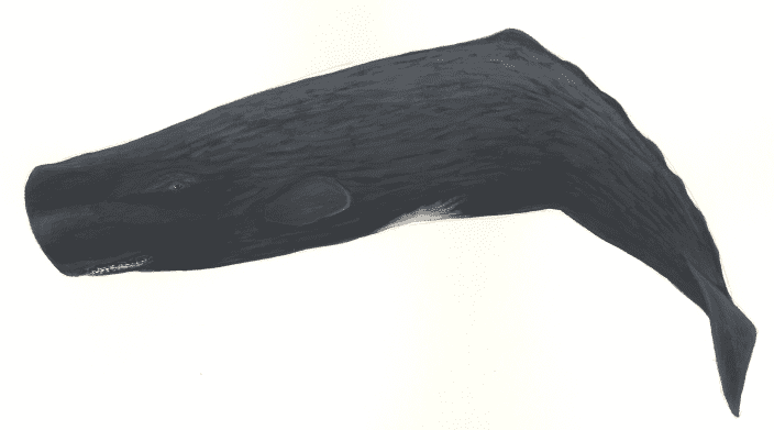 Sperm whale profile