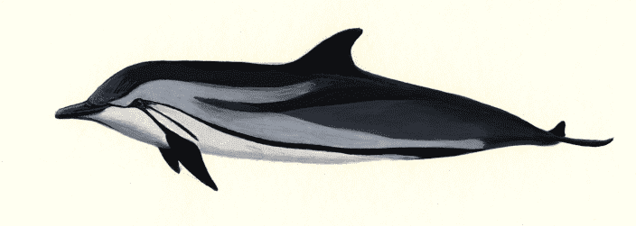 Striped dolphin profile