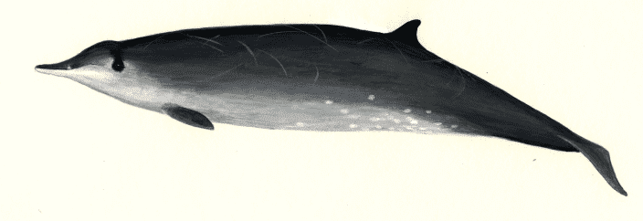 Sowerby_s beaked whale profile