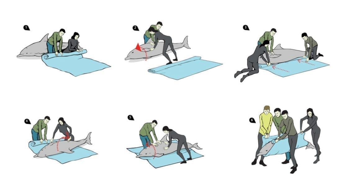 Report a Stranding Irish Whale and Dolphin Group