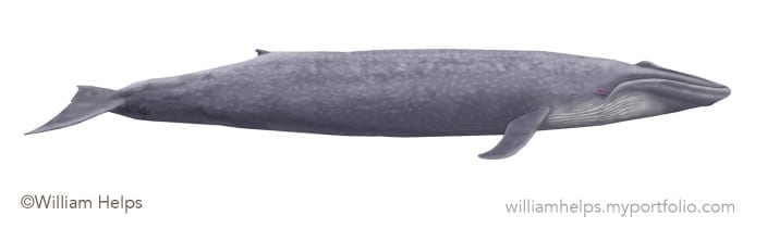 Blue whale profile