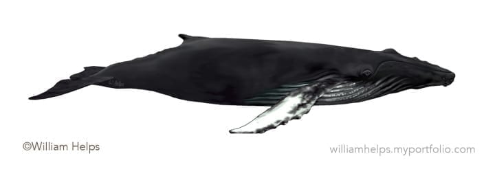 Humpback whale profile