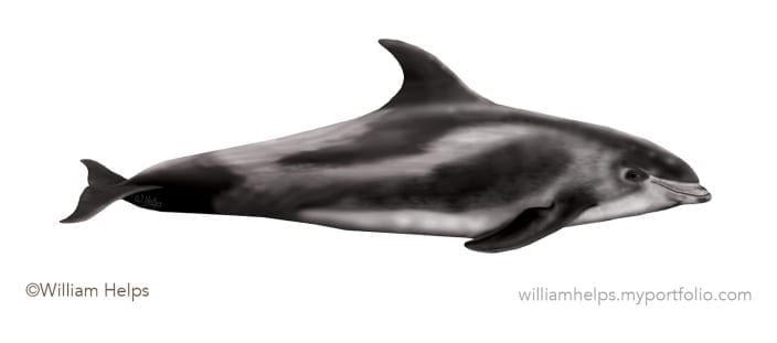 White-beaked dolphin profile