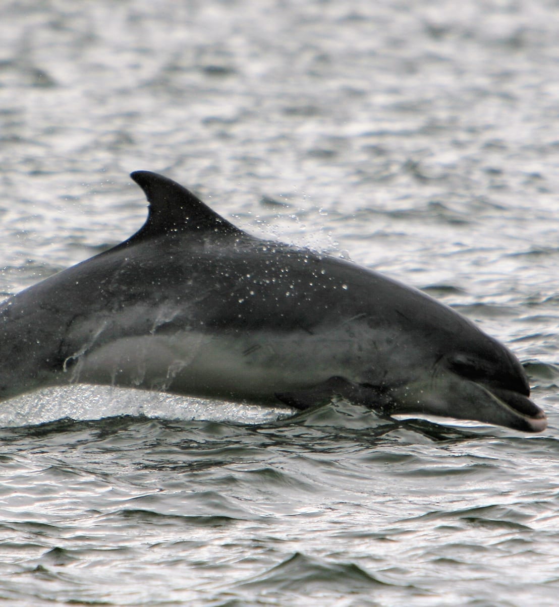 Adopt a Dolphin | Irish Whale and