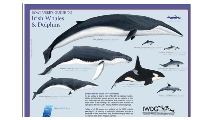 IWDG boat users guide to whales and dolphins