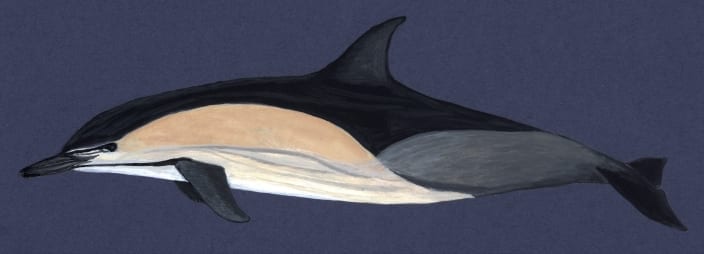 Common dolphin profile