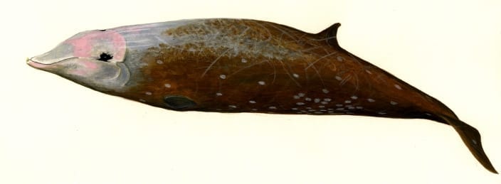 Cuivers beaked whale profile