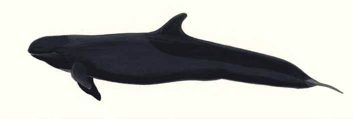 False killer whale profile