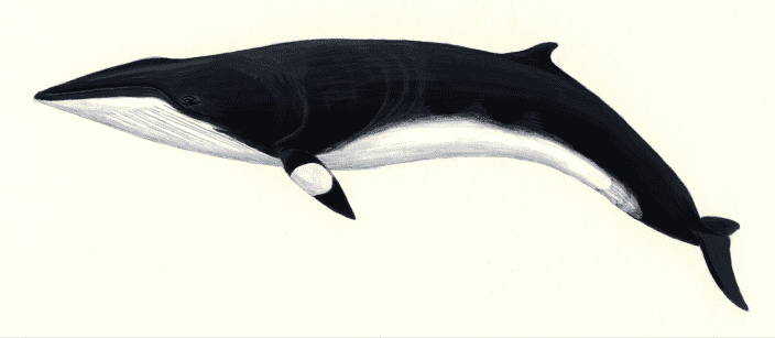 Minke whale profile