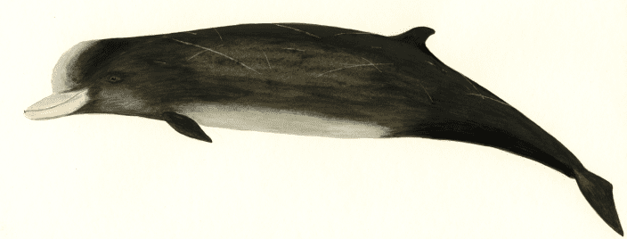 Northern bottlenose whale profile