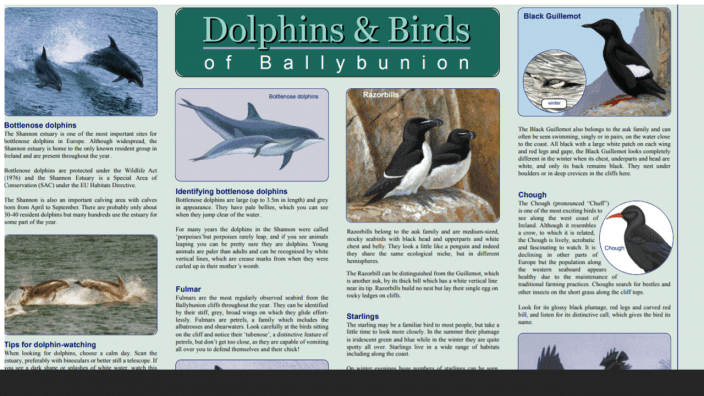 Dolphins and Birds of Ballybunion