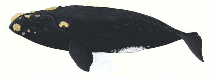 Northern Right Whale profile