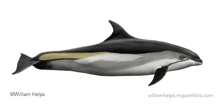Atlantic white-sided dolphin profile