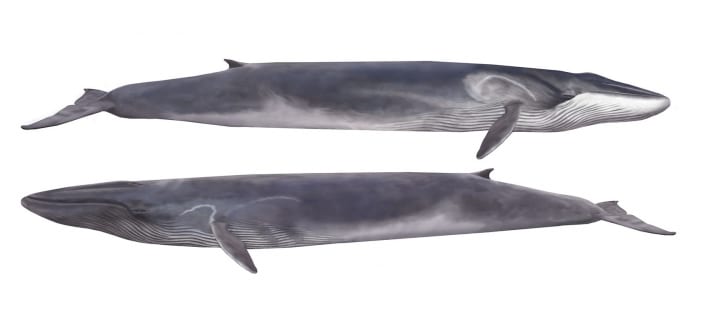 Fin whale profile