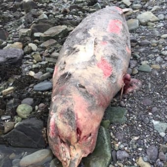 Cuvier Beaked Whale