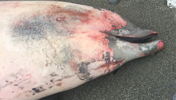 Cuvier Beaked Whale