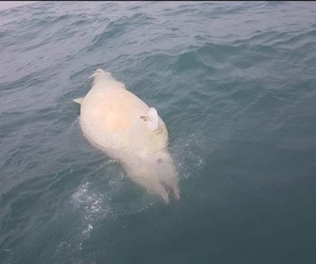 Cuvier Beaked Whale