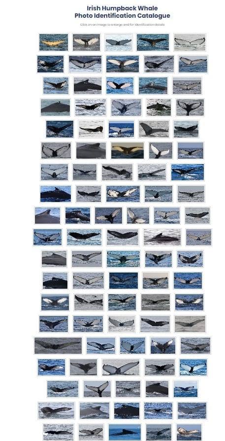 Humpback whale images from the Photo-id Catalogue